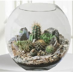 Cam fanus Terrarium 5 kakt�s  T�rkiye uluslararas� �i�ek g�nderme 