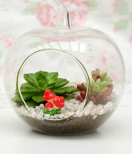 K���k elma terrarium 3 kakt�s  T�rkiye �i�ek�i ma�azas� 