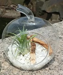 Elma k���k boy terrarium 1 kakt�s  T�rkiye �i�ek g�nderme 