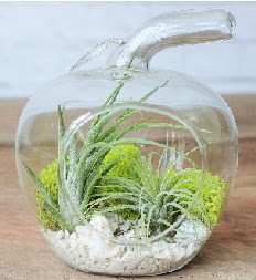 Elma terrarium k���k boy 2 kakt�s  T�rkiye ucuz �i�ek g�nder 