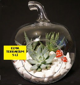 5 kakt�sl� Elma terrarium orta boy  T�rkiye �i�ek�i ma�azas� 