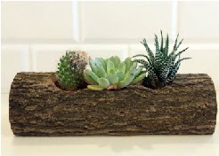 Ah�ap k�t�k 3 kakt�s terrarium  T�rkiye �i�ek yolla 