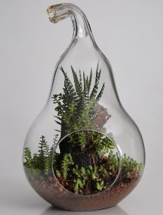 Armut cam k���k boy terrarium  T�rkiye cicekciler , cicek siparisi 