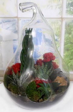 5 adet kakt�s orta boy armut terrarium  T�rkiye �i�ek�i telefonlar� 