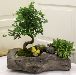 A�a� k�t�k i�erisinde Bonsai ve Kakt�s  T�rkiye �i�ek sat��� 