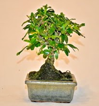 Zelco bonsai saks bitkisi  Trkiye cicekciler , cicek siparisi 