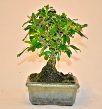 Zelco bonsai saks� bitkisi  T�rkiye cicekciler , cicek siparisi 