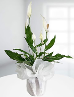 Spathiphyllum �i�e�i Bar�� �i�e�i  T�rkiye �i�ek sipari�i vermek  