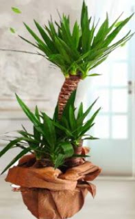 2 li yucca saks� �i�ek bitkisi  T�rkiye �i�ek�i telefonlar� 