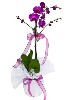 Tek dall mor orkide  Trkiye online ieki , iek siparii 