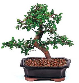 �thal bonsai japon a�ac�  T�rkiye �i�ek�i telefonlar� 