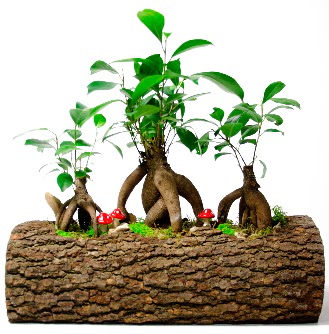Do�al k�t�k i�inde 3 Bonsai Japon a�ac�  T�rkiye �i�ek sat��� 