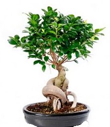 Bonsai japon a�ac� seramik i�inde  T�rkiye �i�ek , �i�ek�i , �i�ek�ilik 