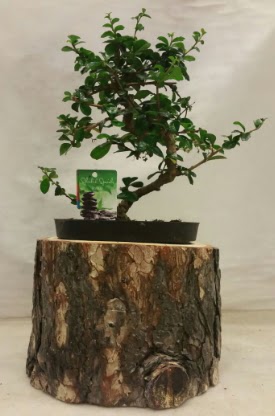 Doal ktk iinde bonsai japon aac  Trkiye iek maazas , ieki adresleri 