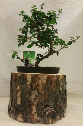 Do�al k�t�k i�inde bonsai japon a�ac�  T�rkiye �i�ek ma�azas� , �i�ek�i adresleri 