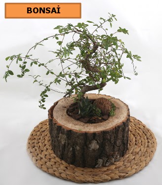 Do�al a�a� k�t�k i�erisinde bonsai bitkisi  T�rkiye kaliteli taze ve ucuz �i�ekler 