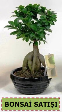 Bonsai japon a�ac� ginseng bonsai  T�rkiye uluslararas� �i�ek g�nderme 