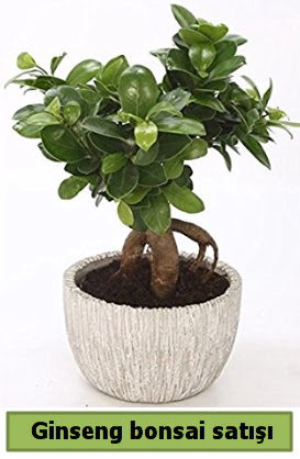 Ginseng bonsai japon aac sat  Trkiye online ieki , iek siparii 