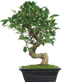 Bonsai saks� bitkisi japon a�ac�  T�rkiye hediye �i�ek yolla 