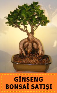 Ginseng bonsai sat��� japon a�ac�  T�rkiye �i�ek sipari�i sitesi 