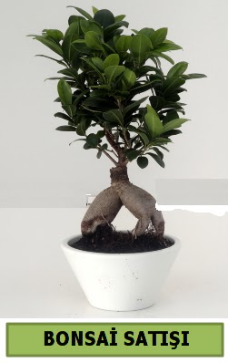 Bonsai japon a�ac� sat���  T�rkiye cicekciler , cicek siparisi 