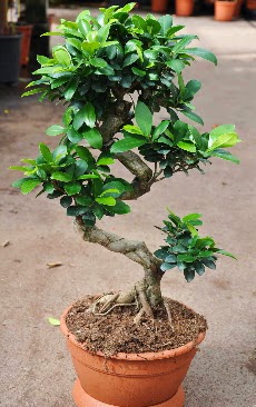 Orta boy bonsai saks� bitkisi  T�rkiye ucuz �i�ek g�nder 