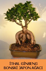 �thal japon a�ac� ginseng bonsai sat���  T�rkiye �i�ek ma�azas� , �i�ek�i adresleri 