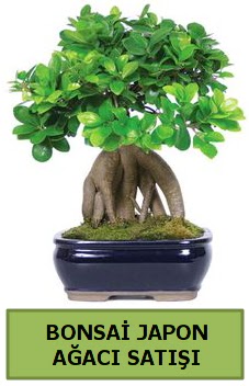 Bonsai japon a�ac� sat���  T�rkiye �i�ek yolla , �i�ek g�nder , �i�ek�i  
