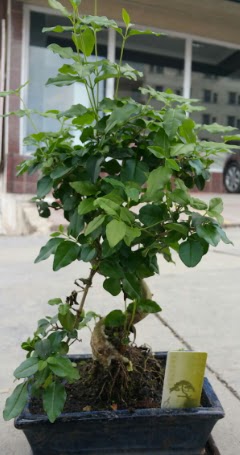 Bonsai japon a�ac� saks� bitkisi  T�rkiye hediye �i�ek yolla 