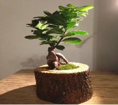 Do�al k�t�kte Bonsai japon a�ac� sat���  T�rkiye �i�ek sat��� 