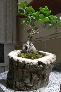 Ah�ap k�t�k i�erisinde ginseng bonsai  T�rkiye ucuz �i�ek g�nder 