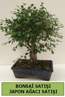 Minyat�r bonsai japon a�ac� sat���  T�rkiye kaliteli taze ve ucuz �i�ekler 