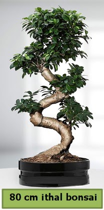 80 cm zel saksda bonsai bitkisi  Trkiye online ieki , iek siparii 