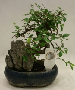 thal 1.ci kalite bonsai japon aac  Trkiye iek yolla , iek gnder , ieki  