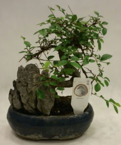 �thal 1.ci kalite bonsai japon a�ac�  T�rkiye �i�ek yolla , �i�ek g�nder , �i�ek�i  