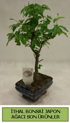 �thal bonsai japon a�ac� bitkisi  T�rkiye online �i�ek g�nderme sipari� 