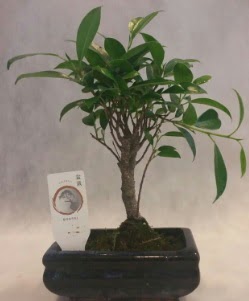 Bonsai japon a�ac� bitkisi sat���  T�rkiye kaliteli taze ve ucuz �i�ekler 