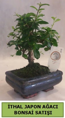 thal japon aac bonsai bitkisi sat  Trkiye online ieki , iek siparii 