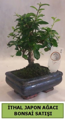 �thal japon a�ac� bonsai bitkisi sat���  T�rkiye online �i�ek�i , �i�ek sipari�i 