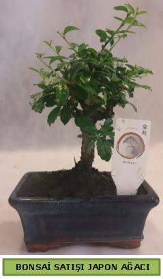 Minyatr bonsai aac sat  Trkiye yurtii ve yurtd iek siparii 
