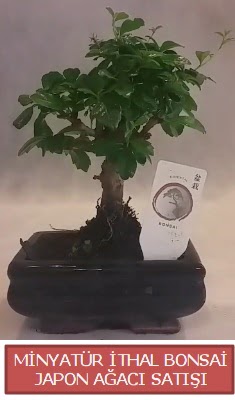 K���k g�rsel bonsai japon a�ac� bitkisi  T�rkiye �nternetten �i�ek sipari�i 