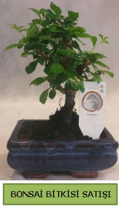 Bonsai ithal g�rsel minyat�r japon a�ac�  T�rkiye �i�ek g�nderme sitemiz g�venlidir 