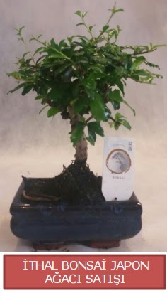 �thal k���k boy minyat�r bonsai a�a� bitkisi  T�rkiye online �i�ek�i , �i�ek sipari�i 