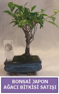 �thal Bonsai japon a�ac� bitkisi sat���  T�rkiye �i�ek ma�azas� , �i�ek�i adresleri 