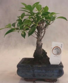Bonsai a�ac� japon a�a� bitkisi  T�rkiye g�venli kaliteli h�zl� �i�ek 
