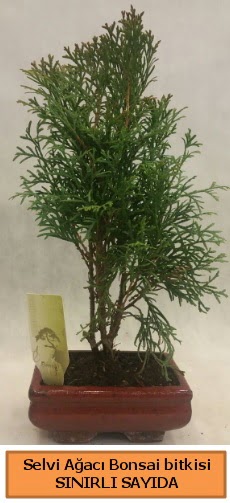 Selvi aac bonsai japon aac bitkisi  Trkiye iek yolla , iek gnder , ieki  