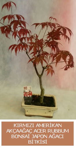 Amerikan akaaa Acer Rubrum bonsai  Trkiye iekiler 