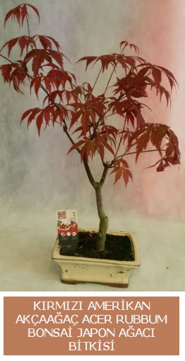 Amerikan ak�aa�a� Acer Rubrum bonsai  T�rkiye �i�ek�iler 