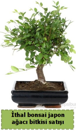 thal bonsai saks iei Japon aac sat  Trkiye iek maazas , ieki adresleri 