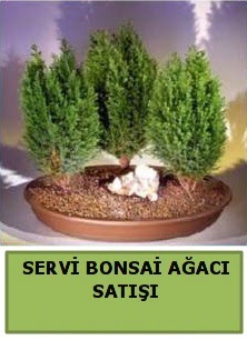 BONSA� 3 L� SERV� BONSA� A�ACI  T�rkiye online �i�ek�i , �i�ek sipari�i 